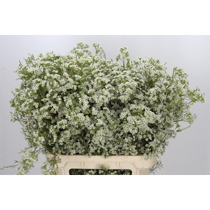 Chamelaucium Blizzard