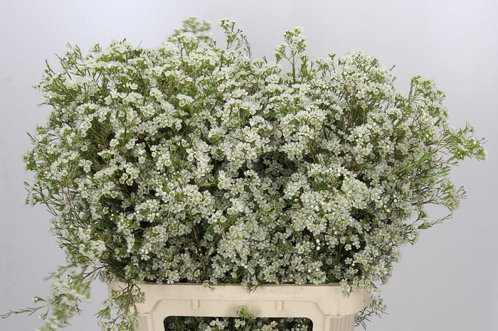 <h4>Chamelaucium Blizzard</h4>