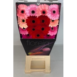 Gerbera Mix 4 kleuren Diamond