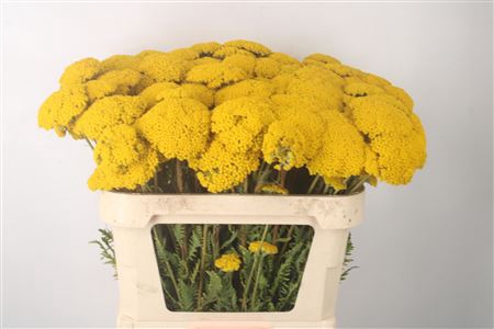 <h4>Achillea F Park Variety</h4>