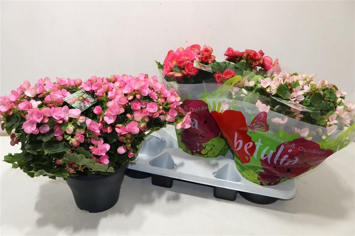 <h4>Beg En Betulia Gem</h4>