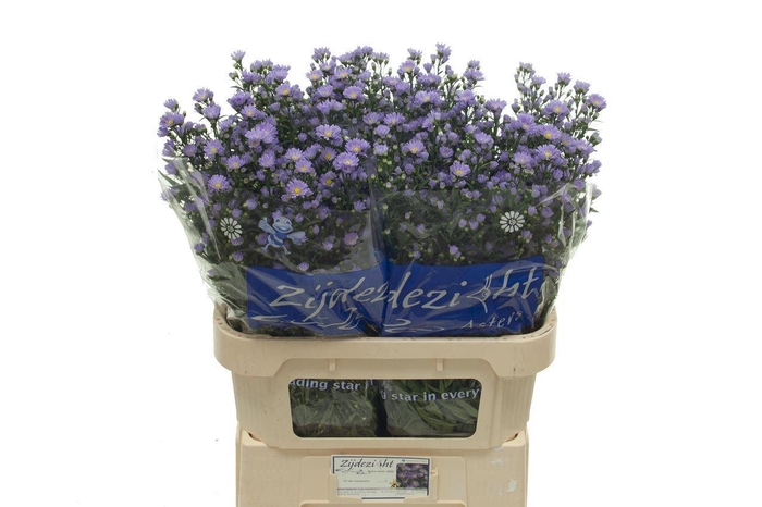 <h4>Aster 'Cassandra'</h4>