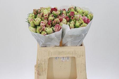 <h4>Anem Co Tigre</h4>