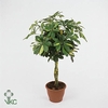 Schefflera Mix Gevlochten Stam