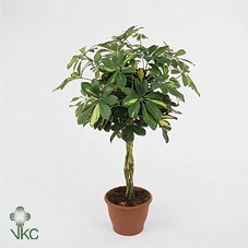 Schefflera gevlochten stam mix (Decorum)