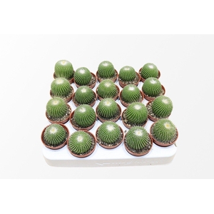 Notocactus Leninghausi Inermis