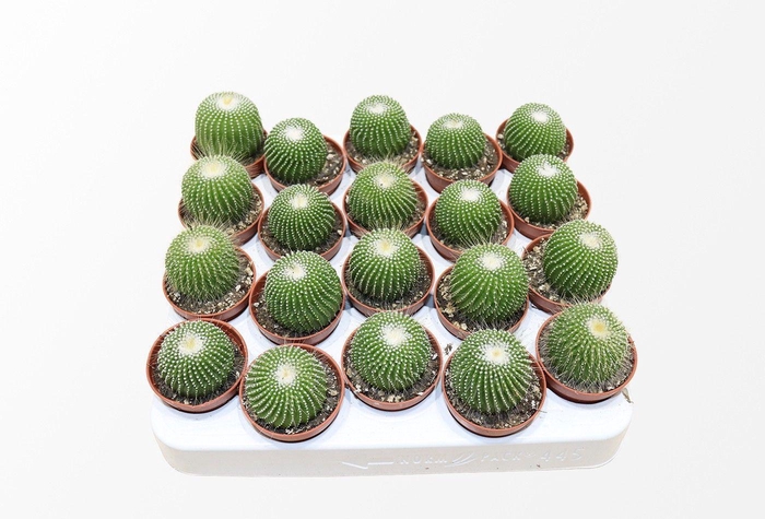 <h4>Notocactus Leninghausi Inermis</h4>