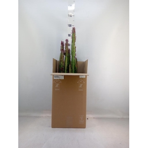 Euphorbia trigona 'Rubra'