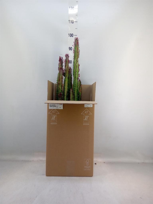 <h4>Euphorbia trigona 'Rubra'</h4>