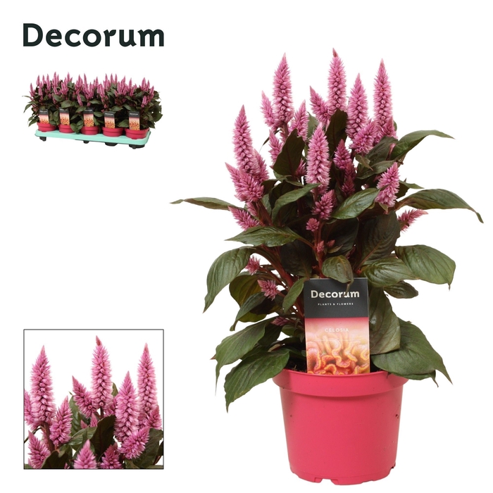 <h4>Celosia 'Merida pink' with label | Decorum</h4>