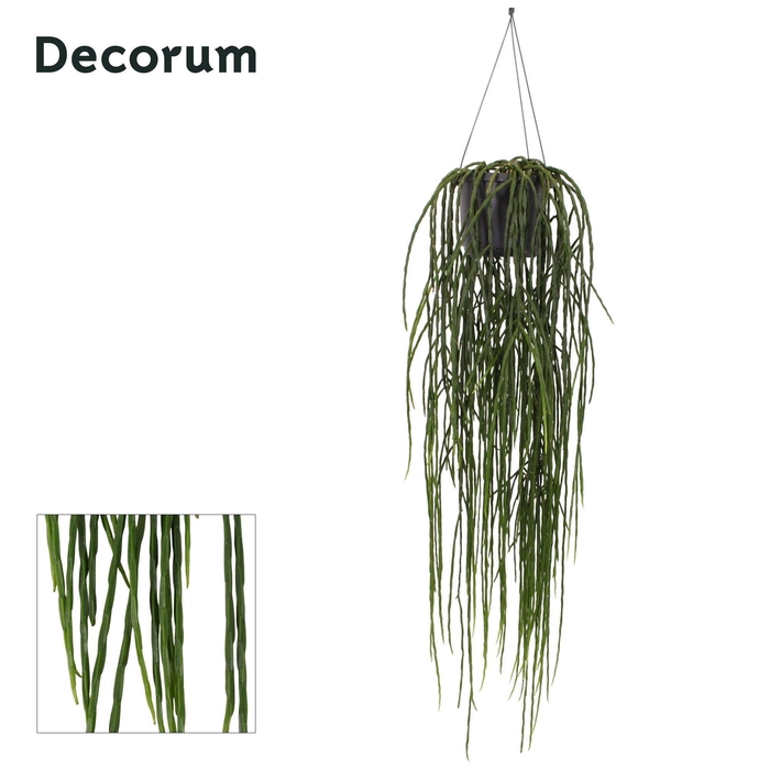 <h4>Rhipsalis Paradoxa</h4>