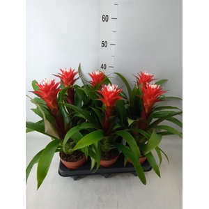 Guzmania  'Hope'