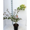 Acer palmatum (Matsumurae Grp) Chit