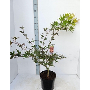 Acer palmatum (Matsumurae Grp) Chit