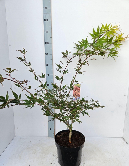 Acer palmatum (Matsumurae Grp) Chit