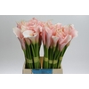 Zantedeschia Eydolls Salmon