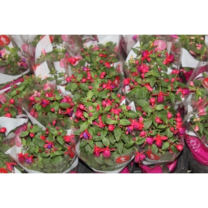 BRINCO DE PRINCESA P11