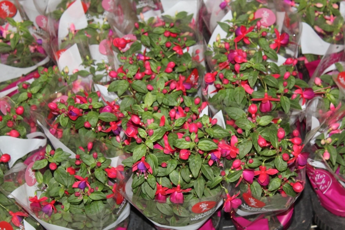 <h4>BRINCO DE PRINCESA P11</h4>