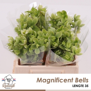 HELL  MAGNIFIC BELLS