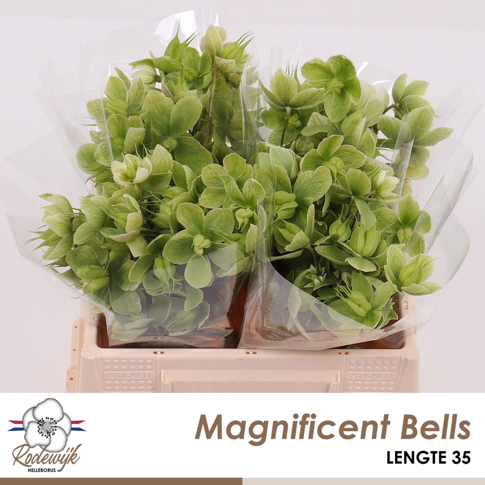 <h4>HELL MAGNIFIC BELLS</h4>