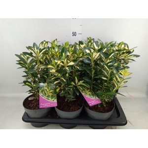 Euonymus japon. 'Aureus'