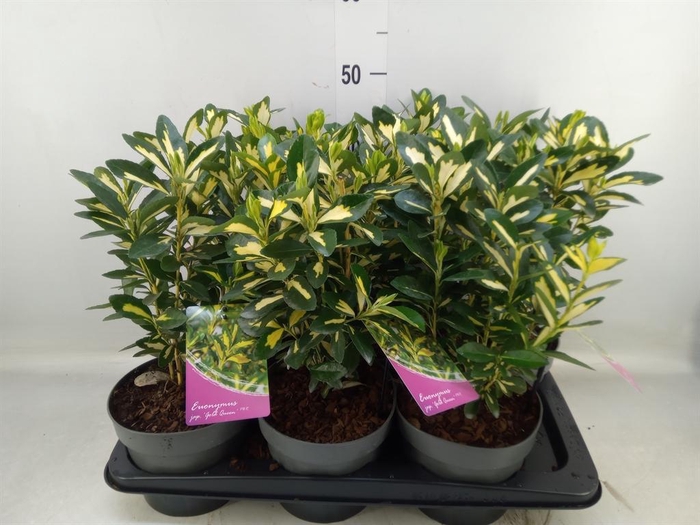 <h4>Euonymus japon. 'Aureus'</h4>