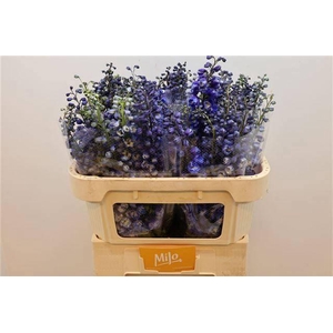 DELPH DU AURORA BLUE