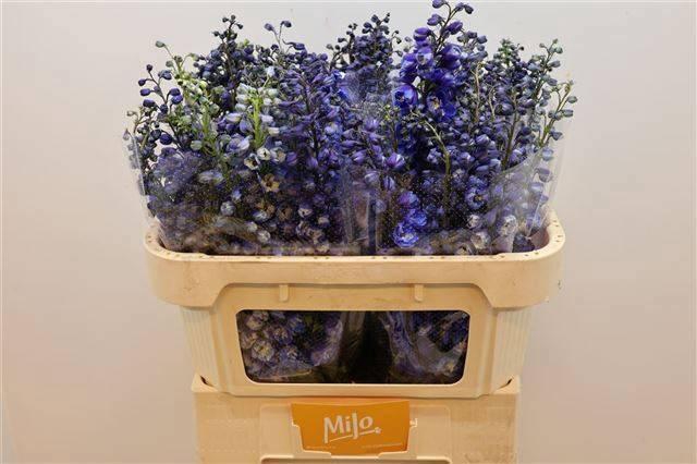 <h4>DELPH DU AURORA BLUE</h4>