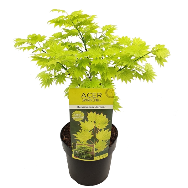 <h4>Acer shirasawanum 'Aureum'</h4>