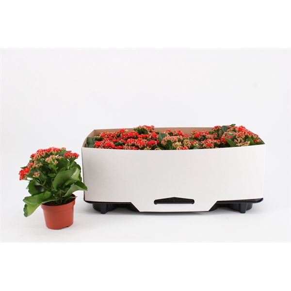 <h4>Kalanchoe Double Red, in kraag</h4>