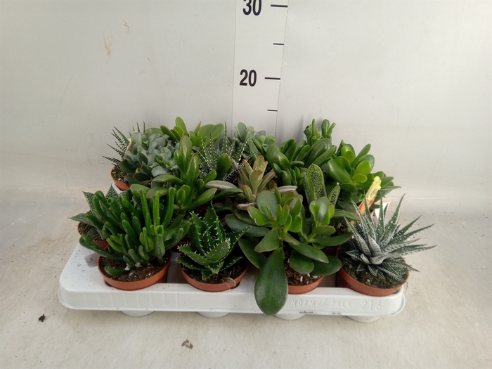 <h4>Crassula   ...mix</h4>