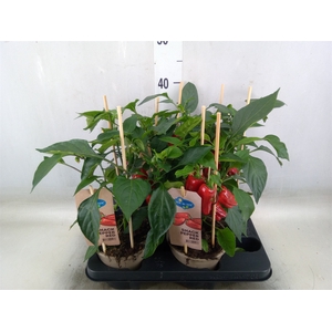 Capsicum annuum   ...paprika