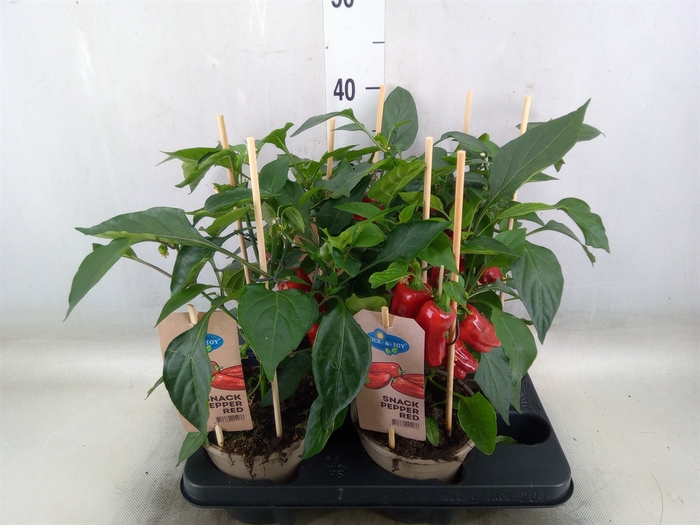 <h4>Capsicum annuum   ...paprika</h4>