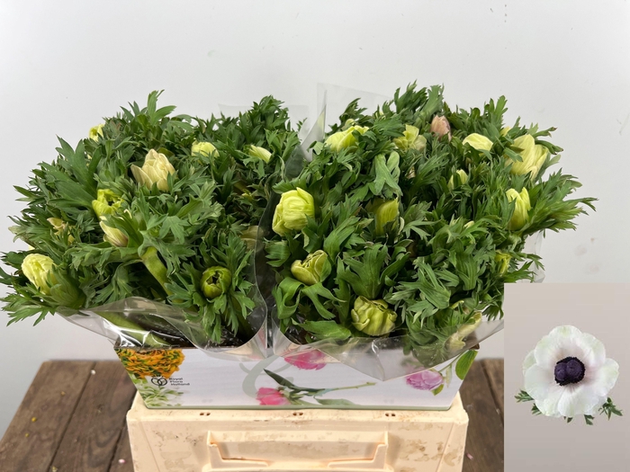 <h4>ANEM CO MAR PANDA</h4>