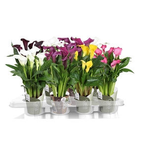 Zantedeschia gemengd SoHappyCalla mix met groene potcover