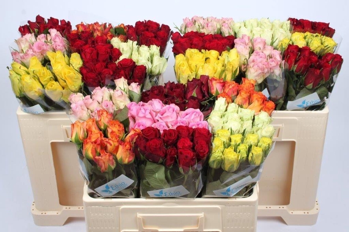 <h4>R GR GEM IN FUST</h4>