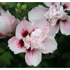 Hibiscus syriacus