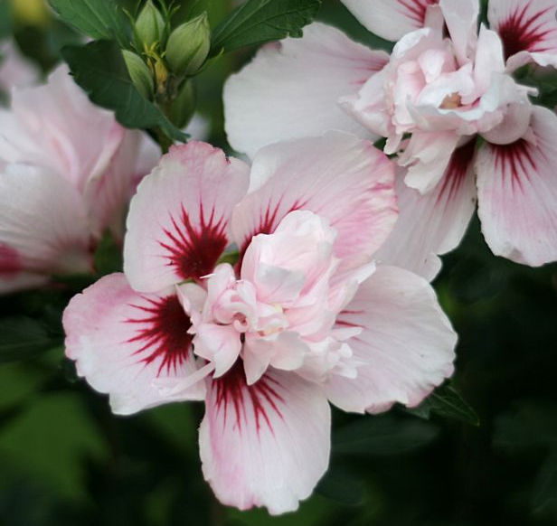 Hibiscus syriacus