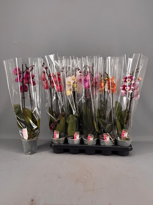 <h4>PHAL GEM 5 KL</h4>