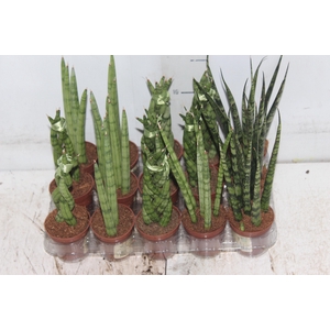 SANSEVIERA MINI MIX P06