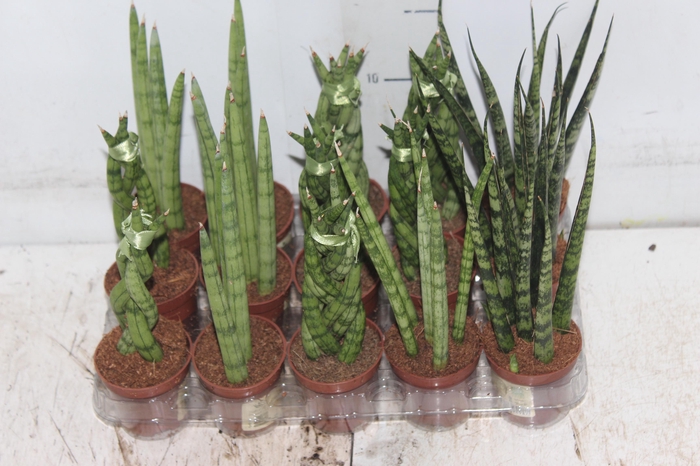 <h4>SANSEVIERA MINI MIX P06</h4>