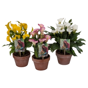 Zantedeschia Garden Dream Mix in rustieke pot