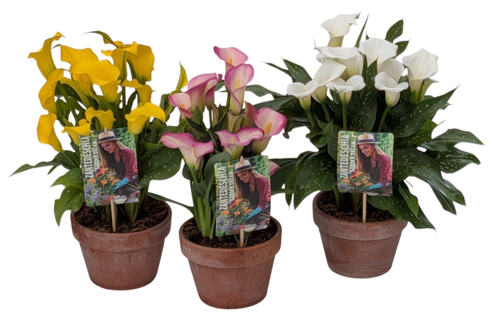 <h4>Zantedeschia Garden Dream Mix in rustieke pot</h4>