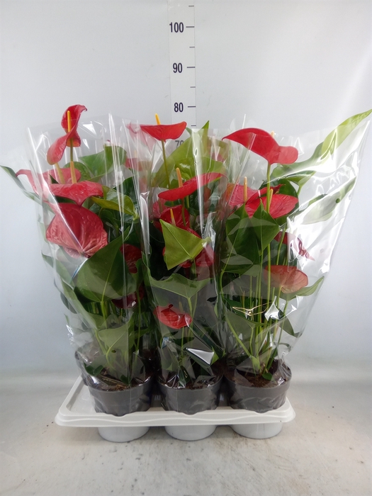 <h4>Anthurium andr. 'Karma Red'</h4>