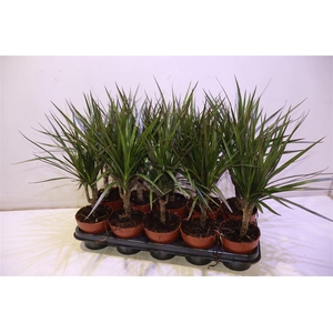 Dra Marginata
