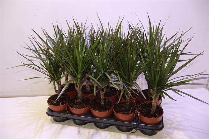 <h4>Dra Marginata</h4>