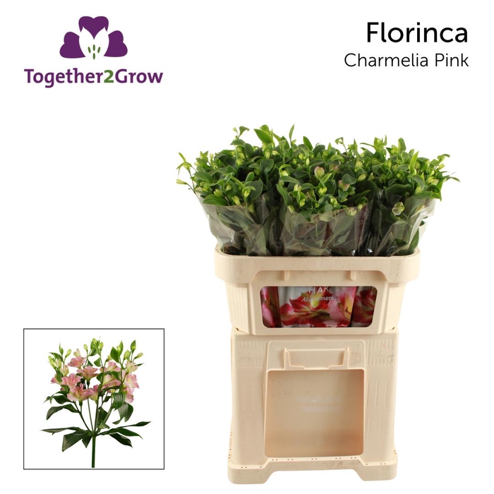 <h4>ALST FL CHARMELIA PINK Rek..</h4>