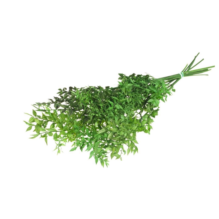 <h4>Ruscus Preserved Moss Green</h4>