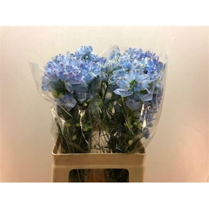 DELPH EN M PLAT BLUE