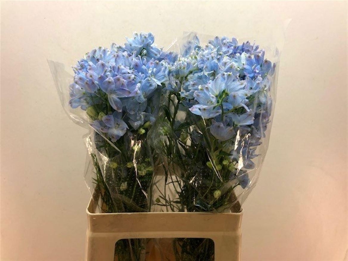 <h4>DELPH EN M PLAT BLUE</h4>